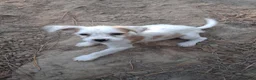Mixed Breed dogs for sale: Mixed Breed 2 - Ad 5