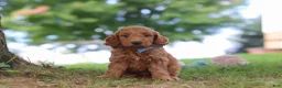 Mini Goldendoodle dogs for sale: Scrappy - Ad 2