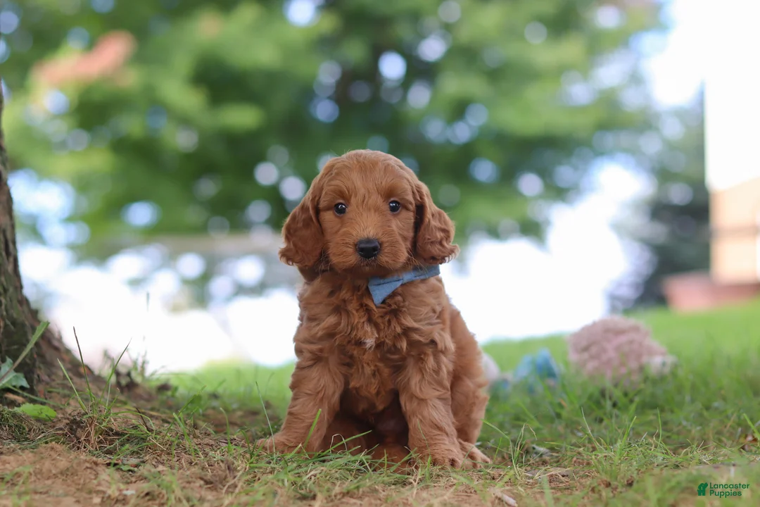 Mini Goldendoodle dogs for sale: Scrappy - Ad 2