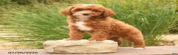 Miniature Poodle dogs for sale: Tiny Happy - Ad 2