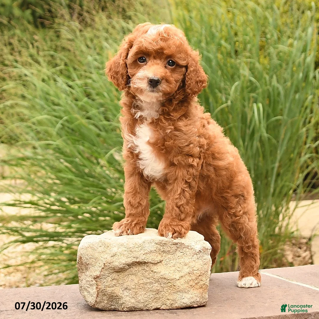 Miniature Poodle dogs for sale: Tiny Happy - Ad 2