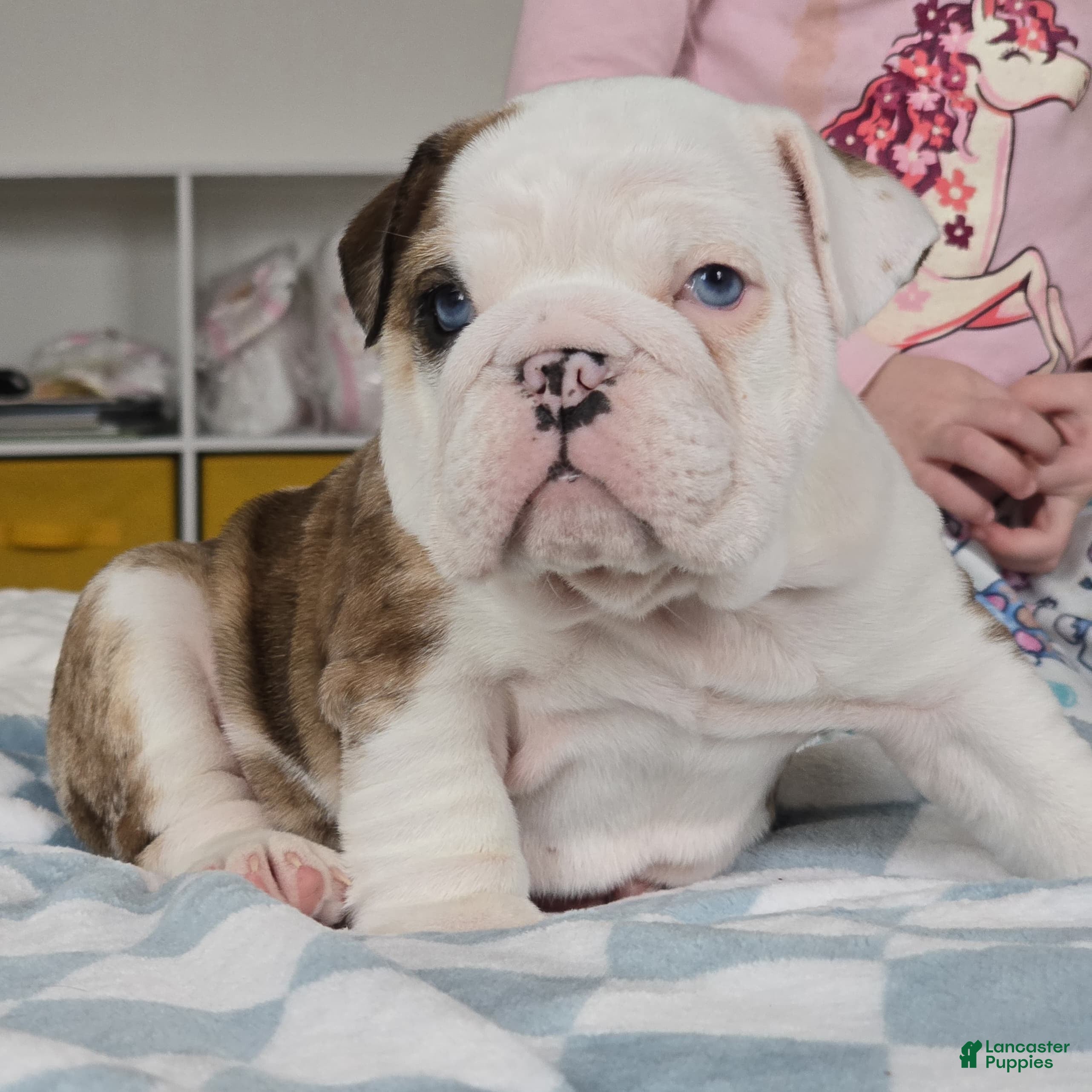 English Bulldog dogs Major - Ad 1