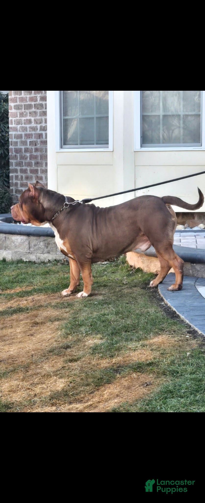 American Bully dogs The hulk - Ad 2