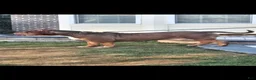 American Bully dogs for stud: The hulk - Ad 2