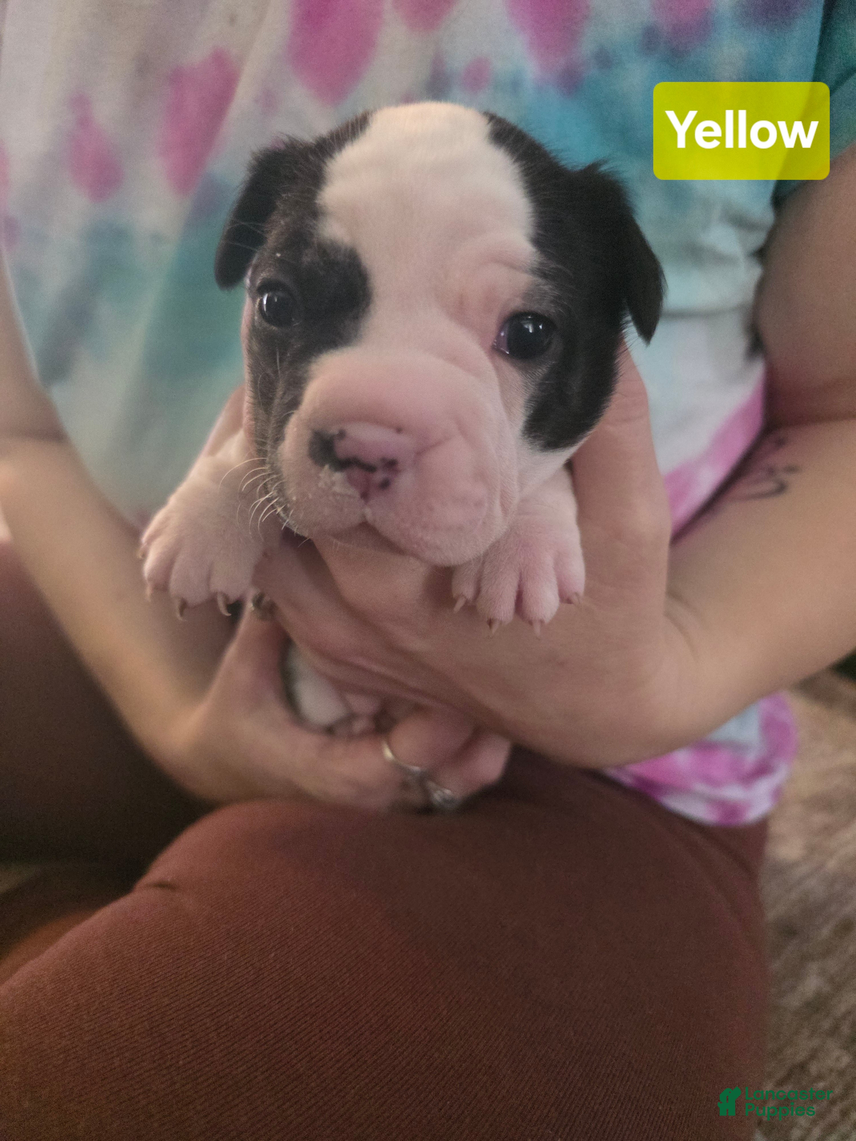 Mixed Breed dogs Yellow *Updated 2/10 - Ad 37