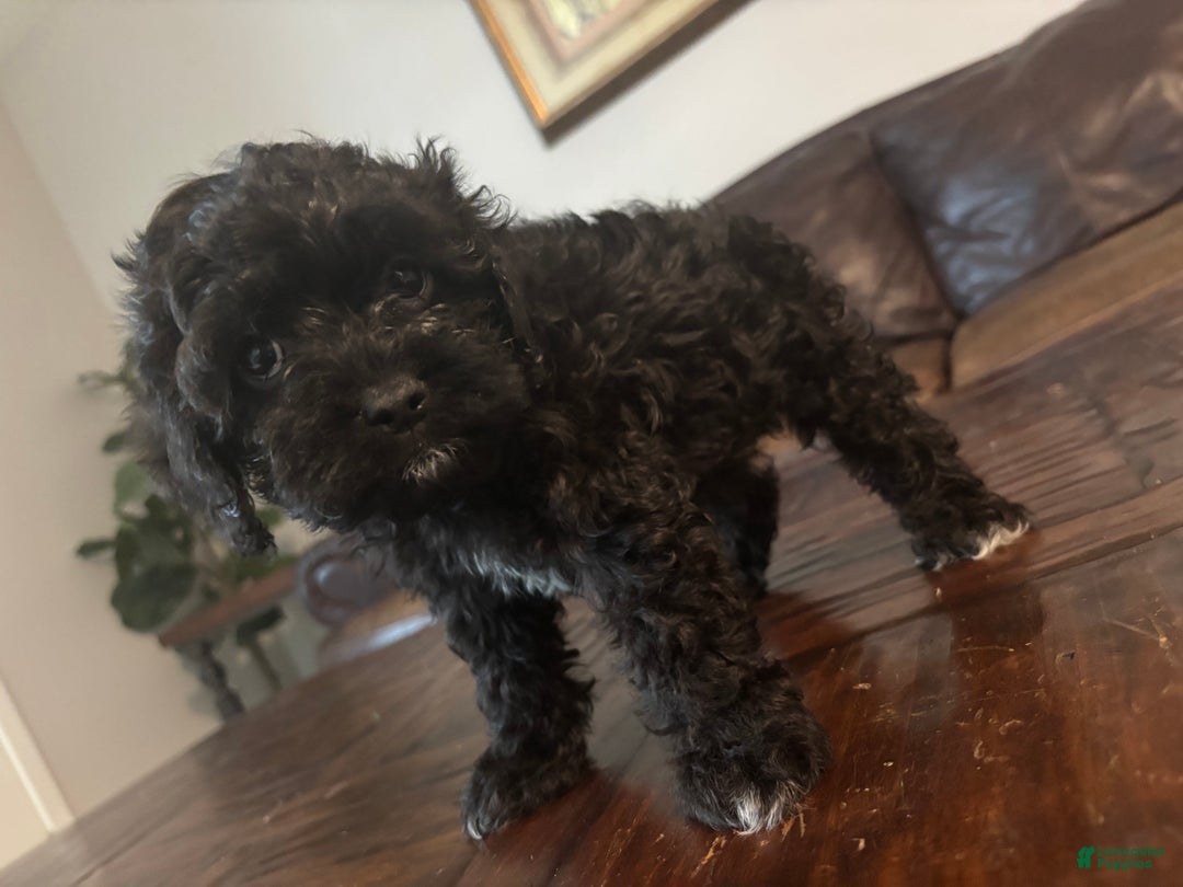Cockapoo dogs for sale: Cockapoo Puppy 3 - Ad 5