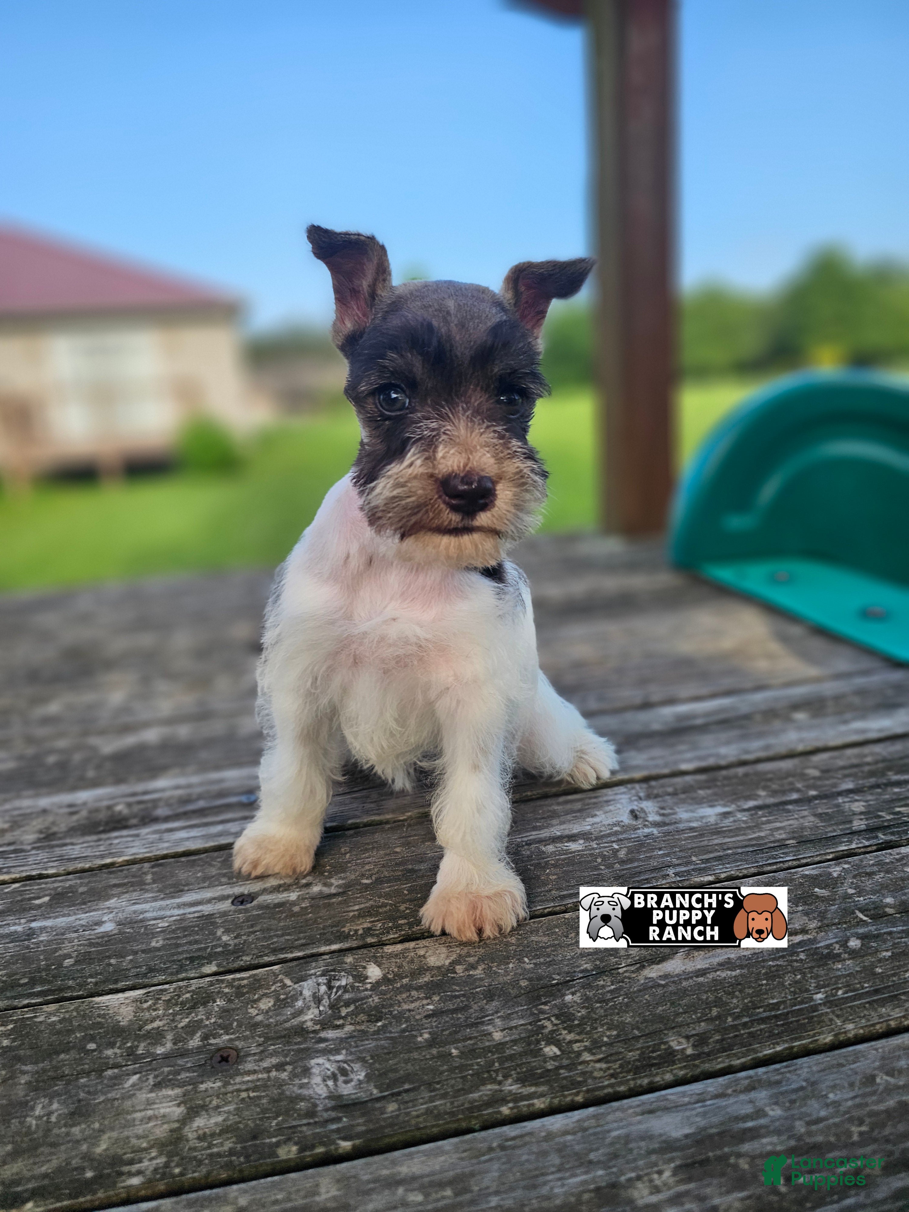 Miniature Schnauzer dogs Miniature Schnauzer 1 - Ad 2