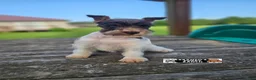 Miniature Schnauzer dogs for sale: Miniature Schnauzer 1 - Ad 2
