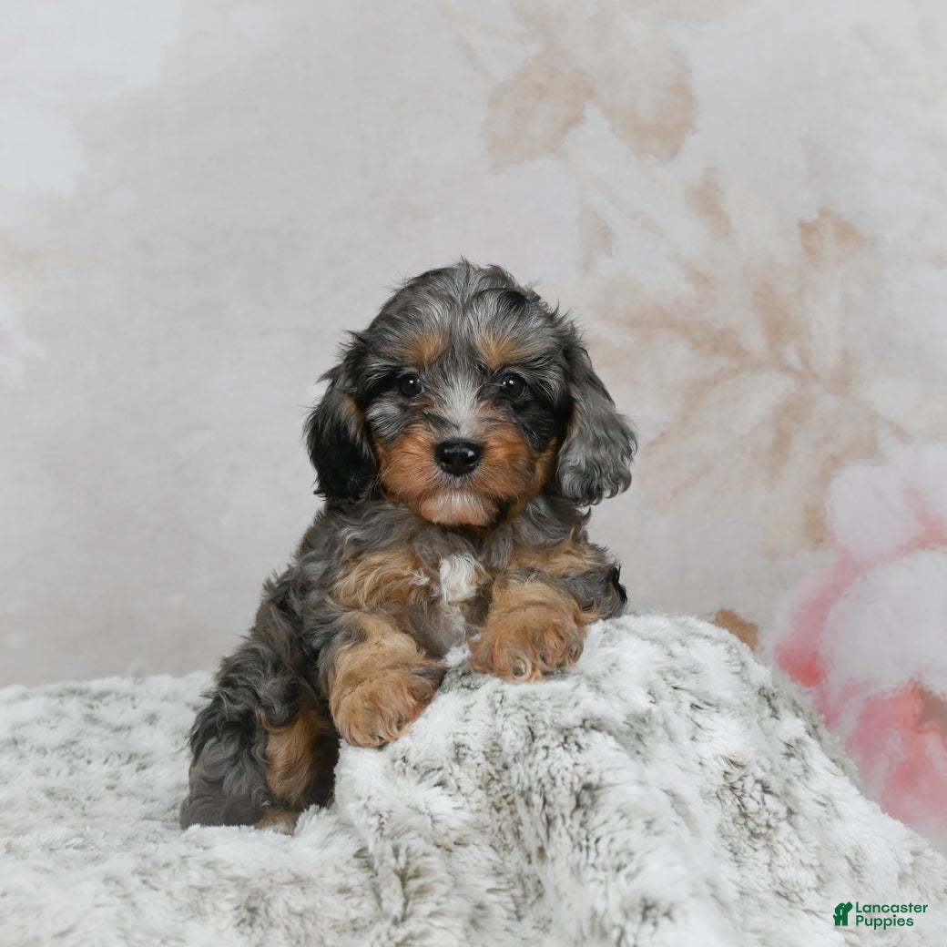 Cavapoo dogs Libby - Ad 24