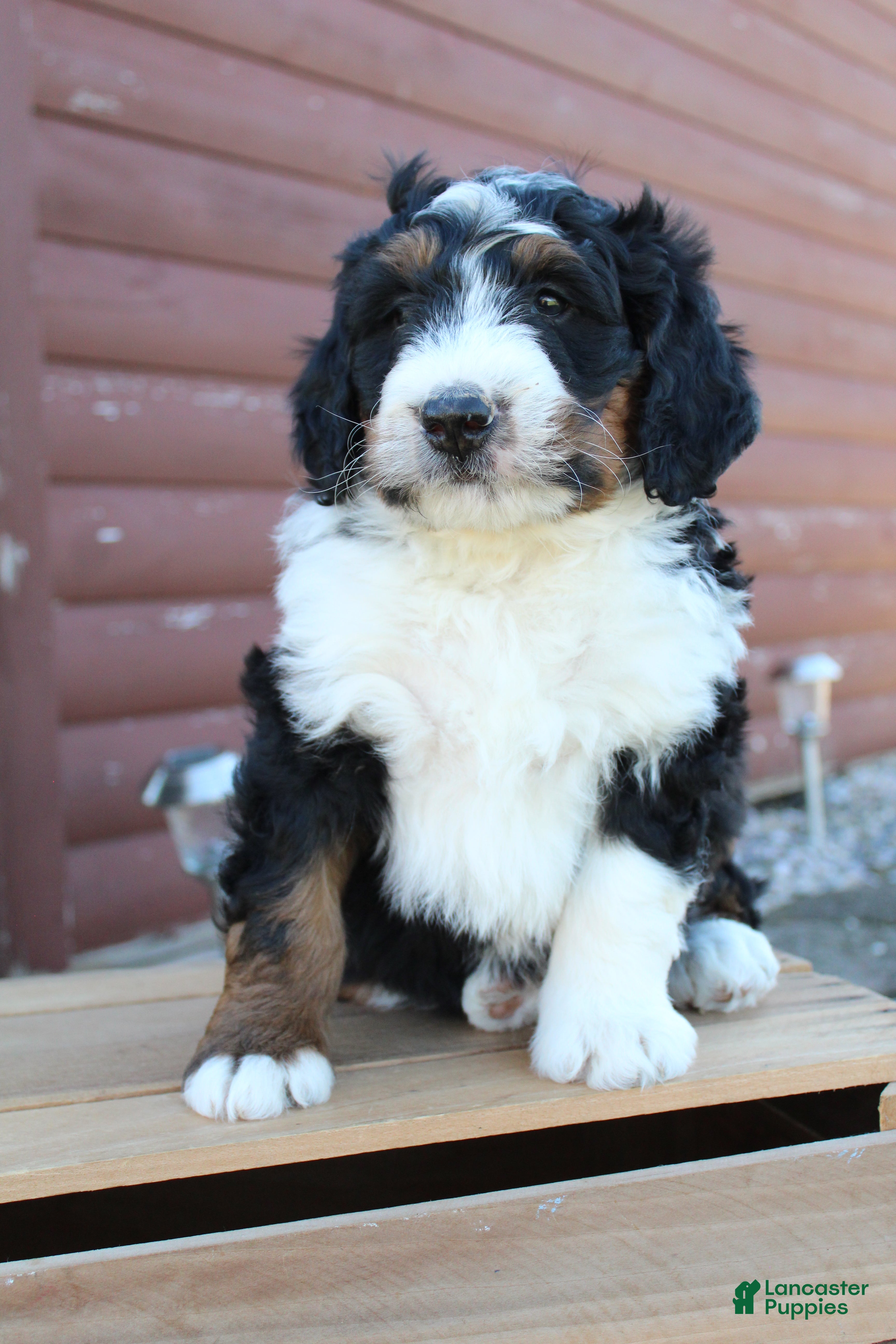 Bernedoodle dogs Lincoln - Ad 2