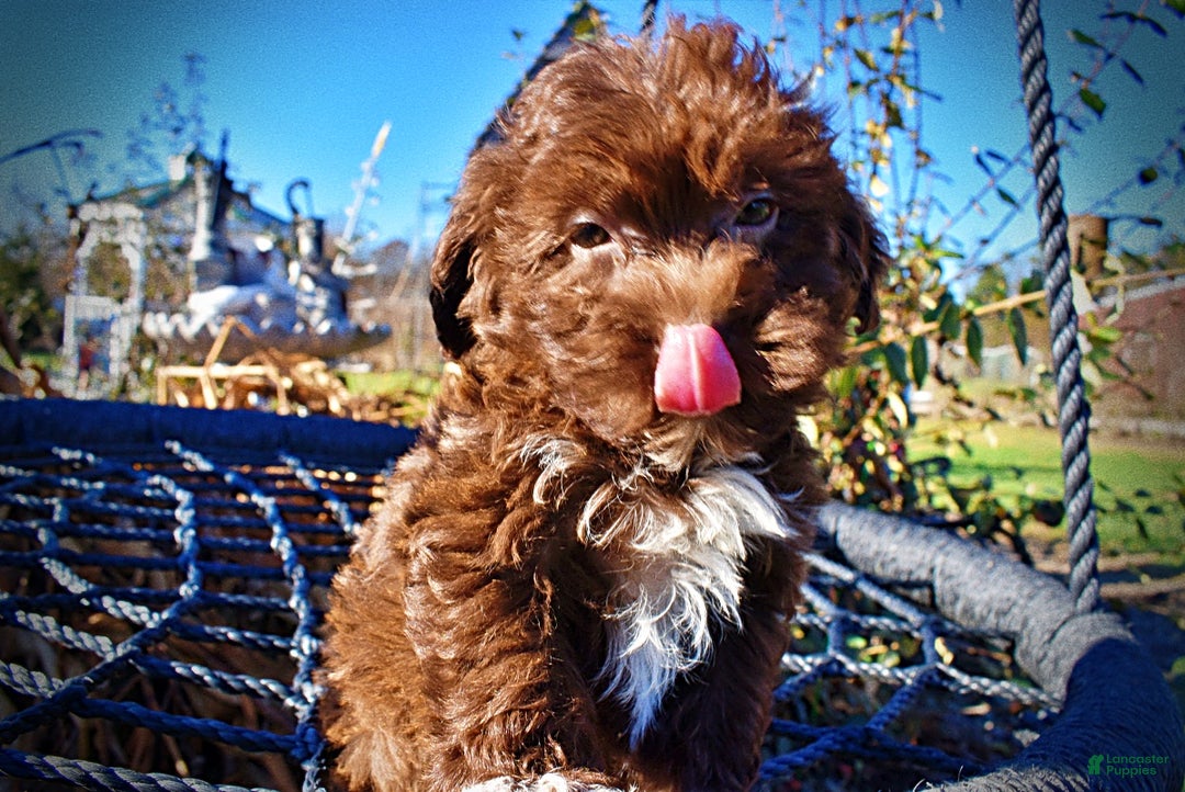 Havapoo dogs for sale: Sassy - Ad 2