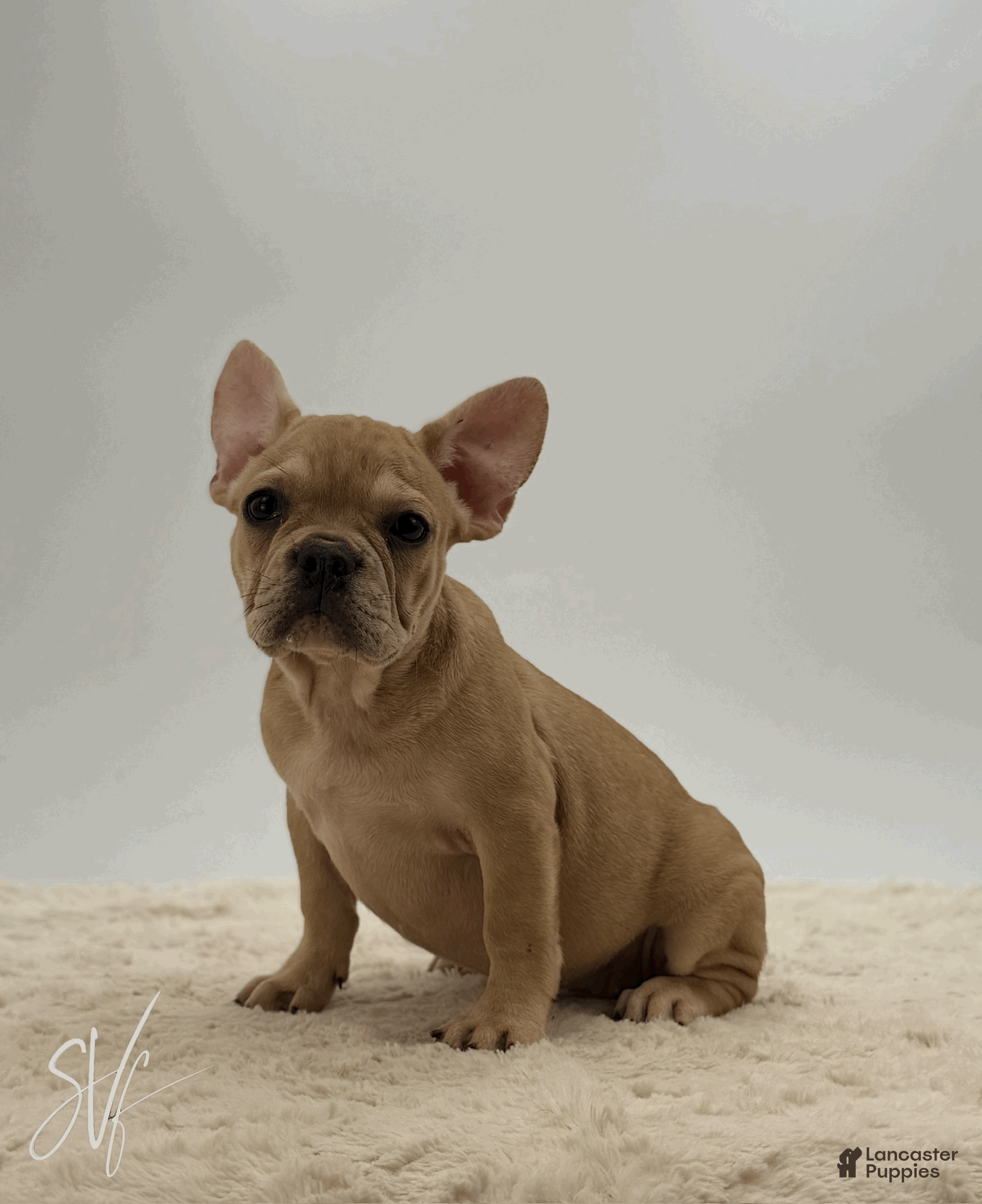 French Bulldog dogs Oakley - Ad 2