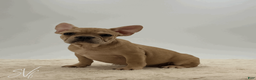 French Bulldog dogs for sale: Oakley - Ad 2