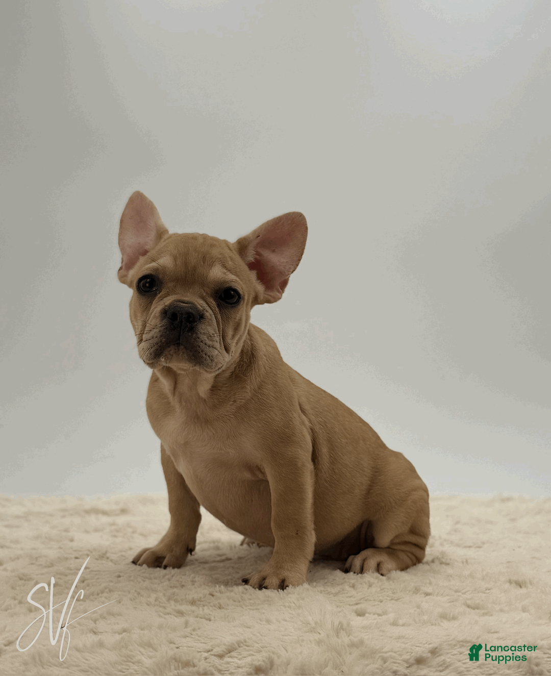 French Bulldog dogs for sale: Oakley - Ad 2