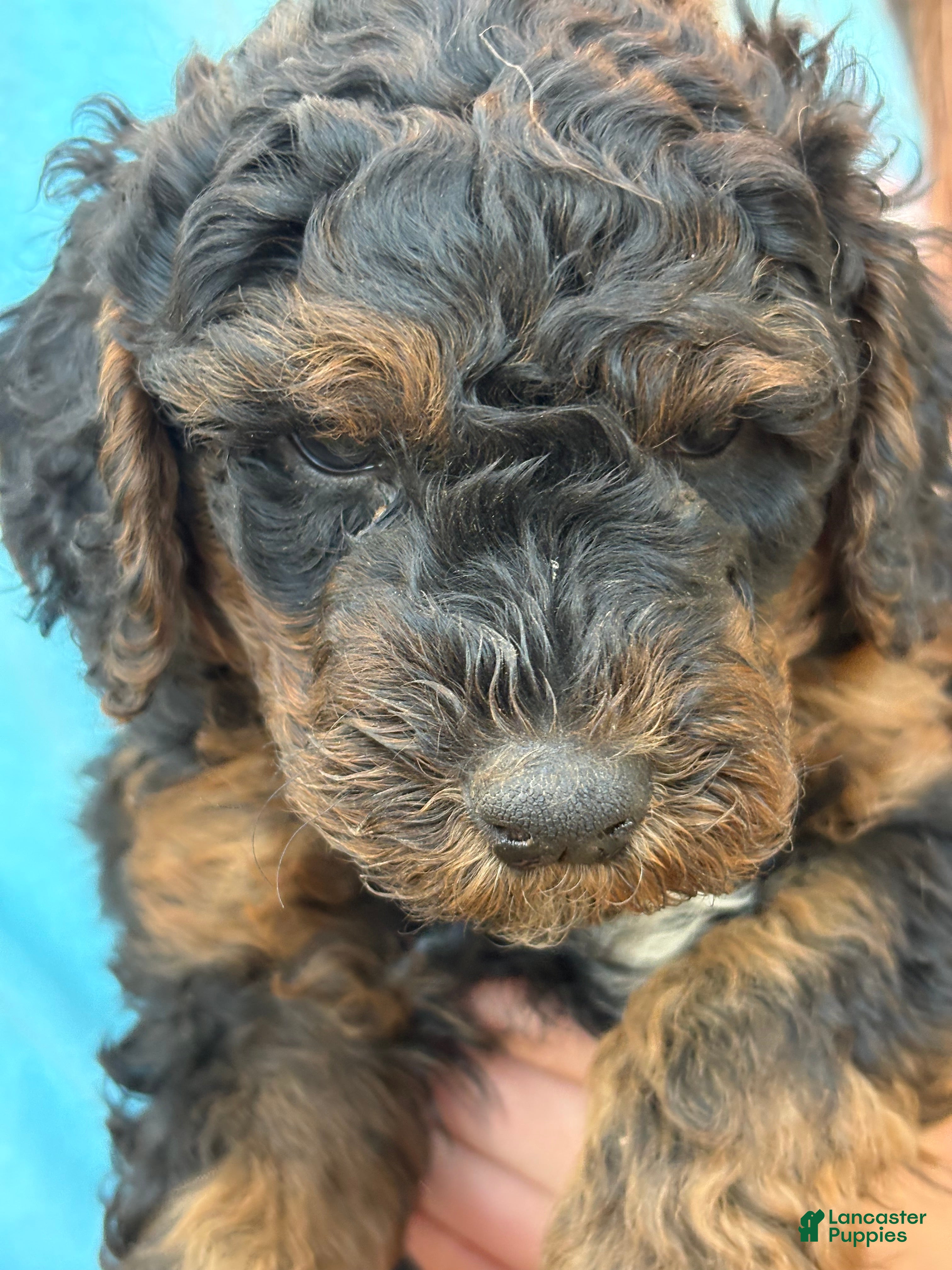 Mixed Breed dogs for sale: Eddie – Merle Male Mini Bernedoodle | Easy-Going & Laid-Back | Brown, Black & White Chest - Ad 1