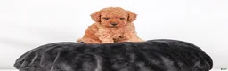 Toy Poodle dogs for sale: Caspian - Ad 10