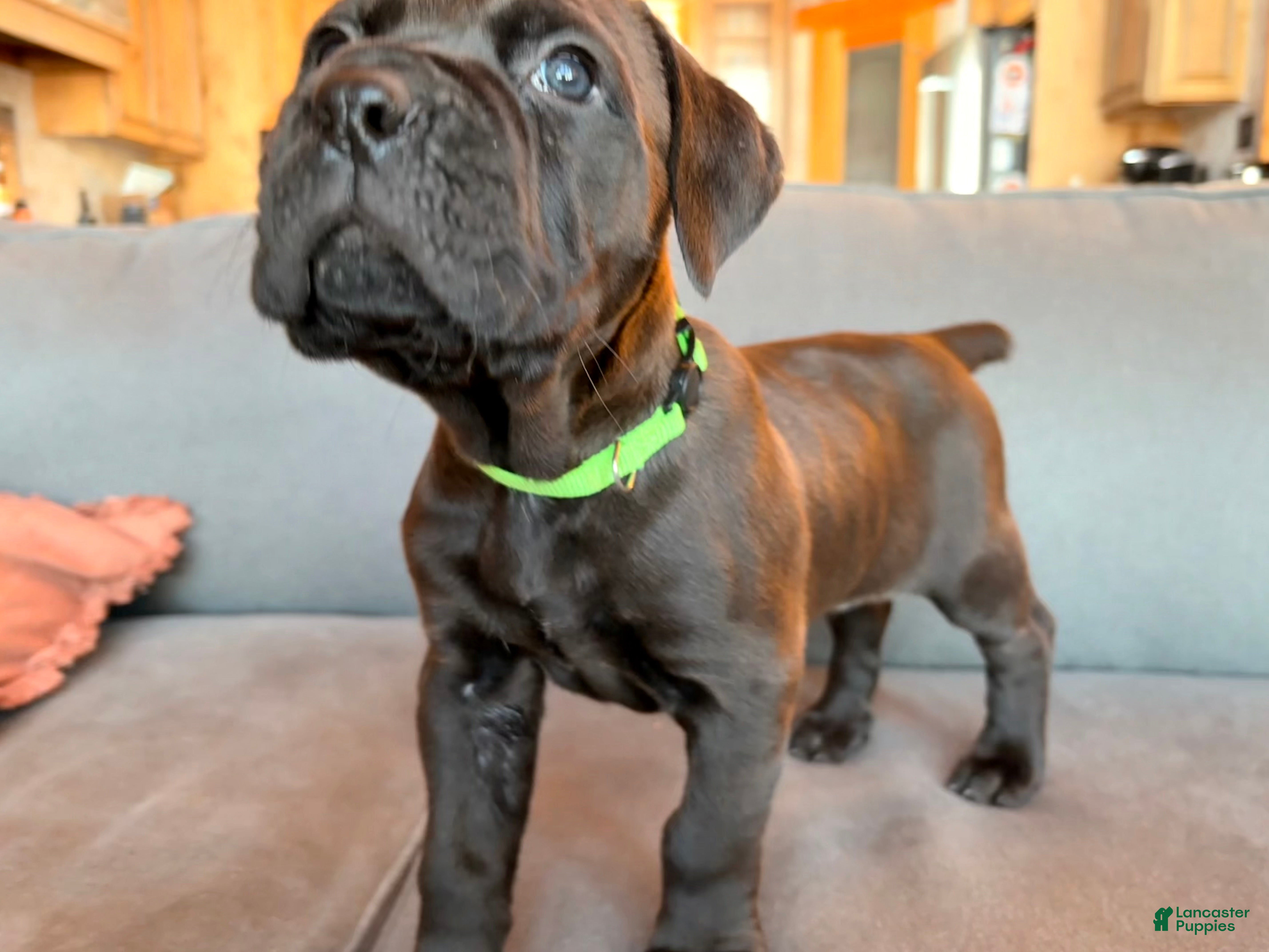 Cane Corso dogs Green boy - Ad 2