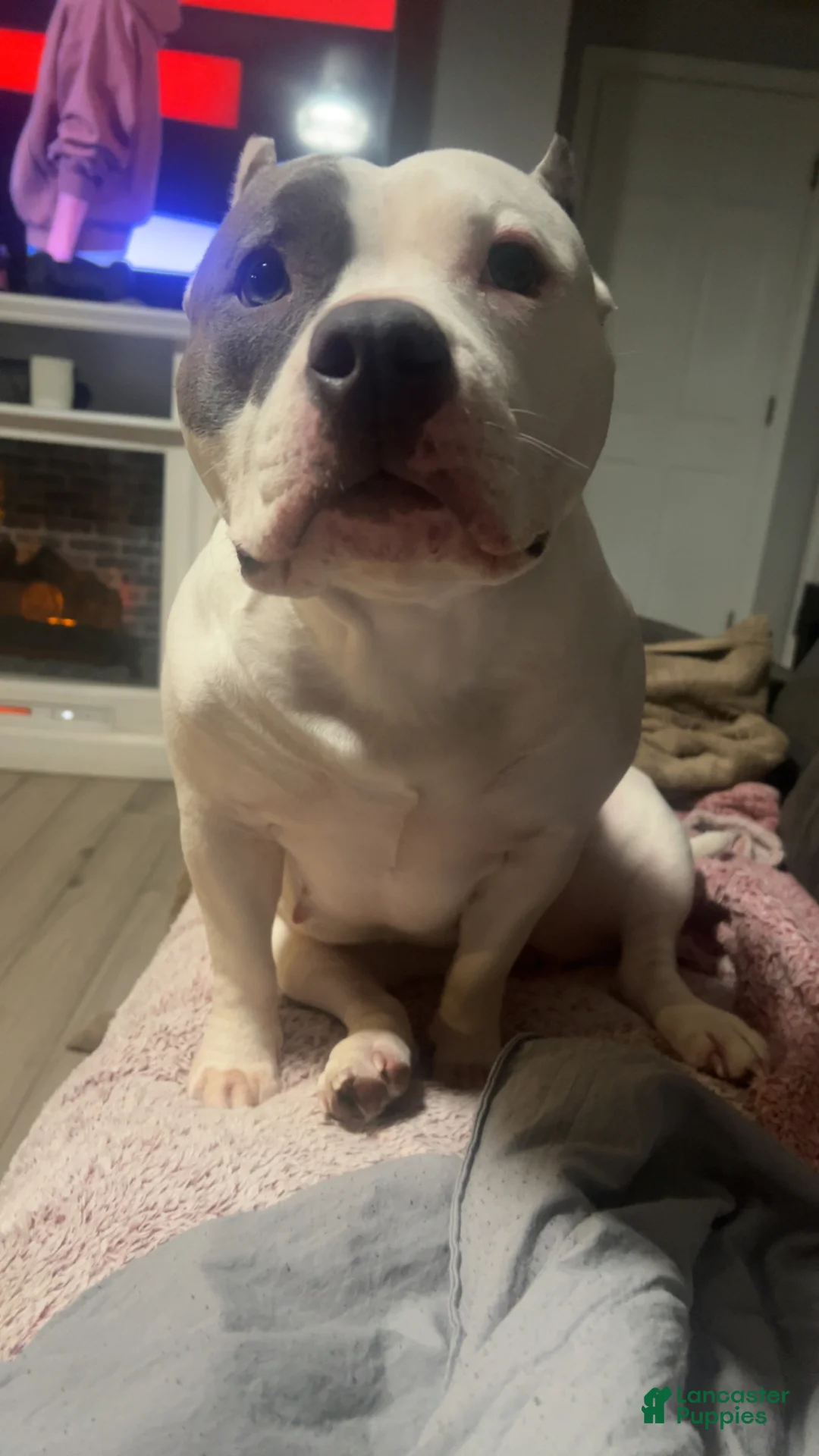 American Bully dogs for sale: American Bully Puppy 4 - Ad 2