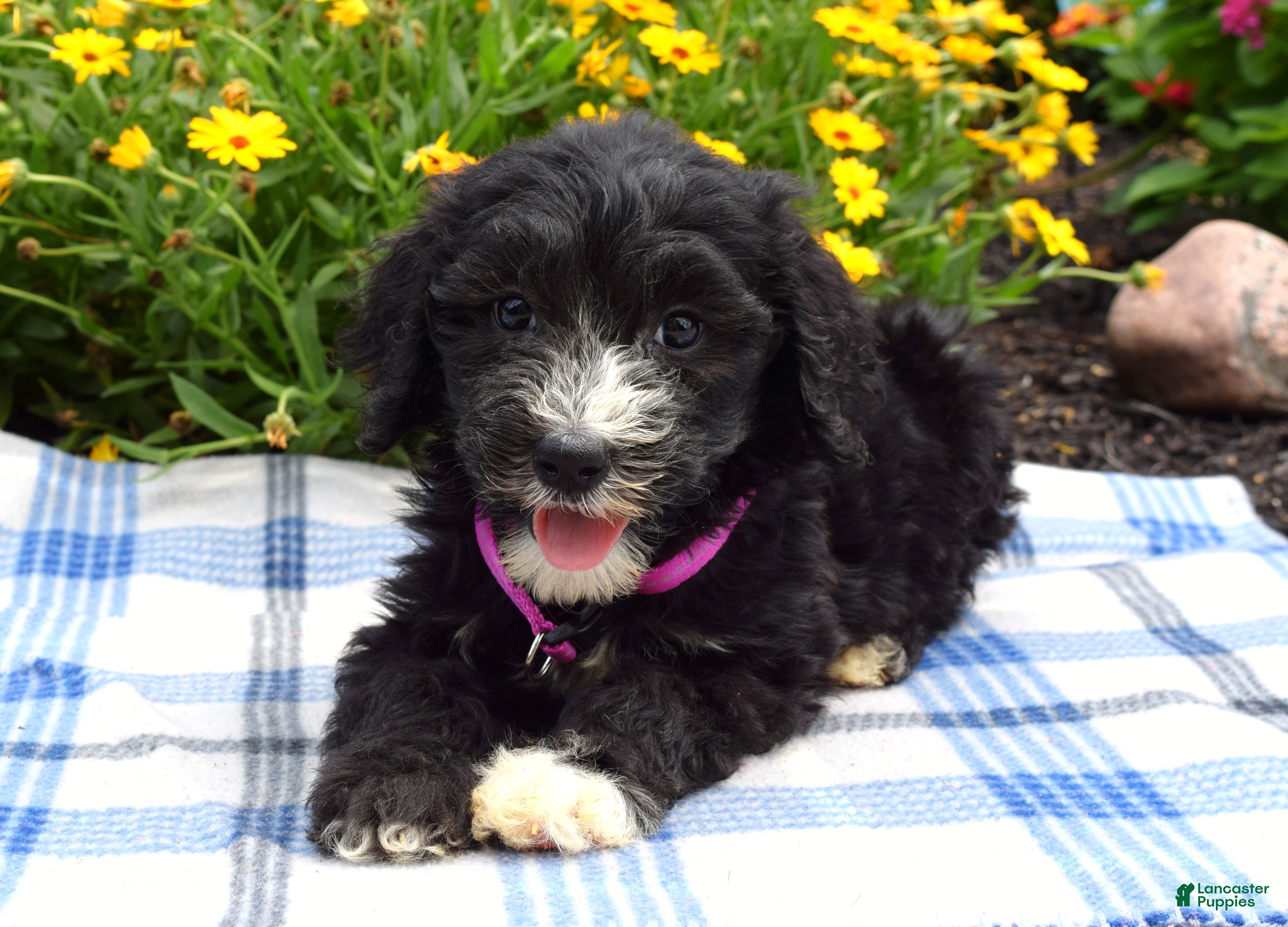 Sheepadoodle dogs Sugar - Ad 1
