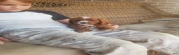 Cavapoo dogs for sale: Cavapoo 1 - Ad 15