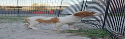 Brittany Spaniel dogs for sale: AKC/UKC French Brittany Annie's Girl 6 - Ad 7