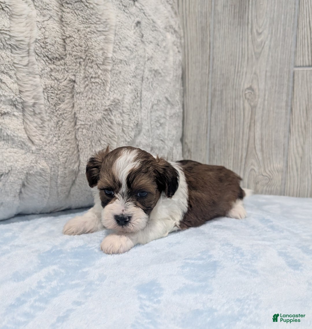 Shihpoo dogs for sale: Alex - Ad 3