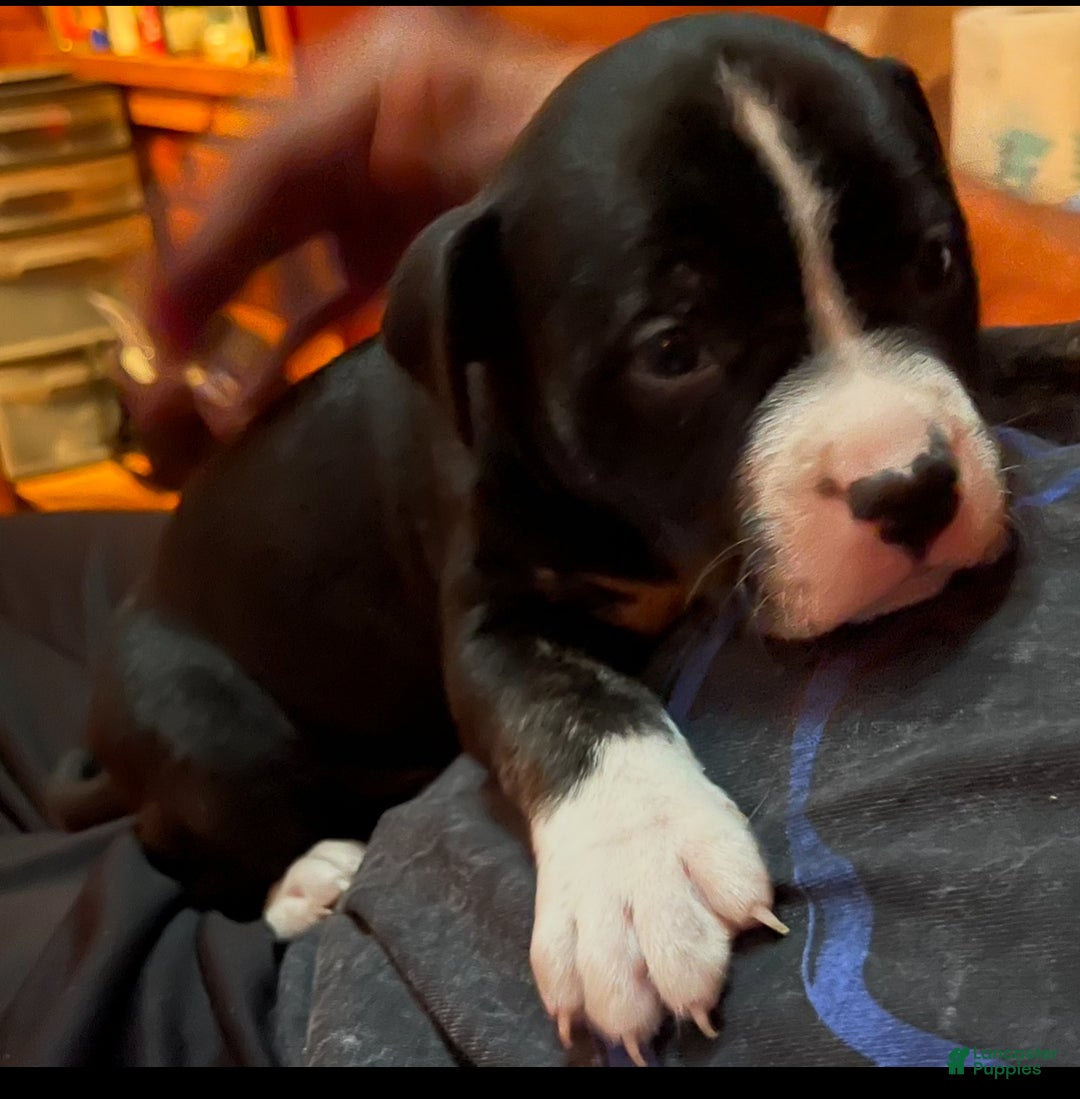 Mixed Breed dogs for sale: Mixed Breed Puppy 1 - Ad 4