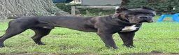 Cane Corso dogs for sale: Zinnia  - Ad 4
