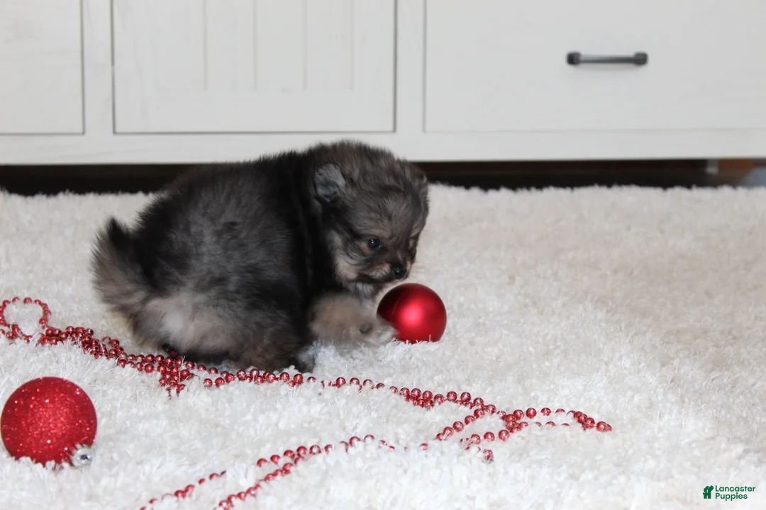 Pomeranian dogs for sale: Donald - Ad 5