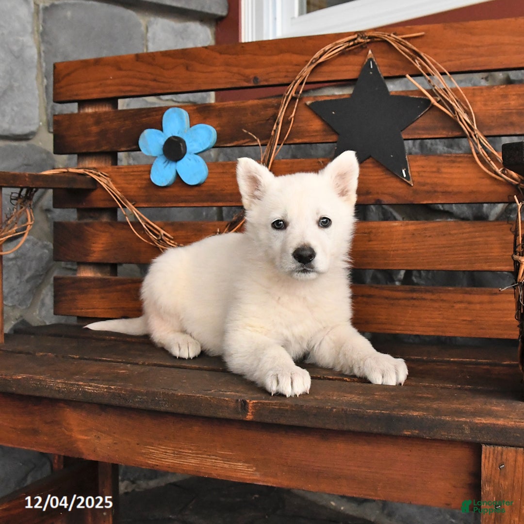 German Shepherd dogs for sale: Molly - Ad 1