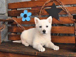 German Shepherd dogs Molly - Ad 19