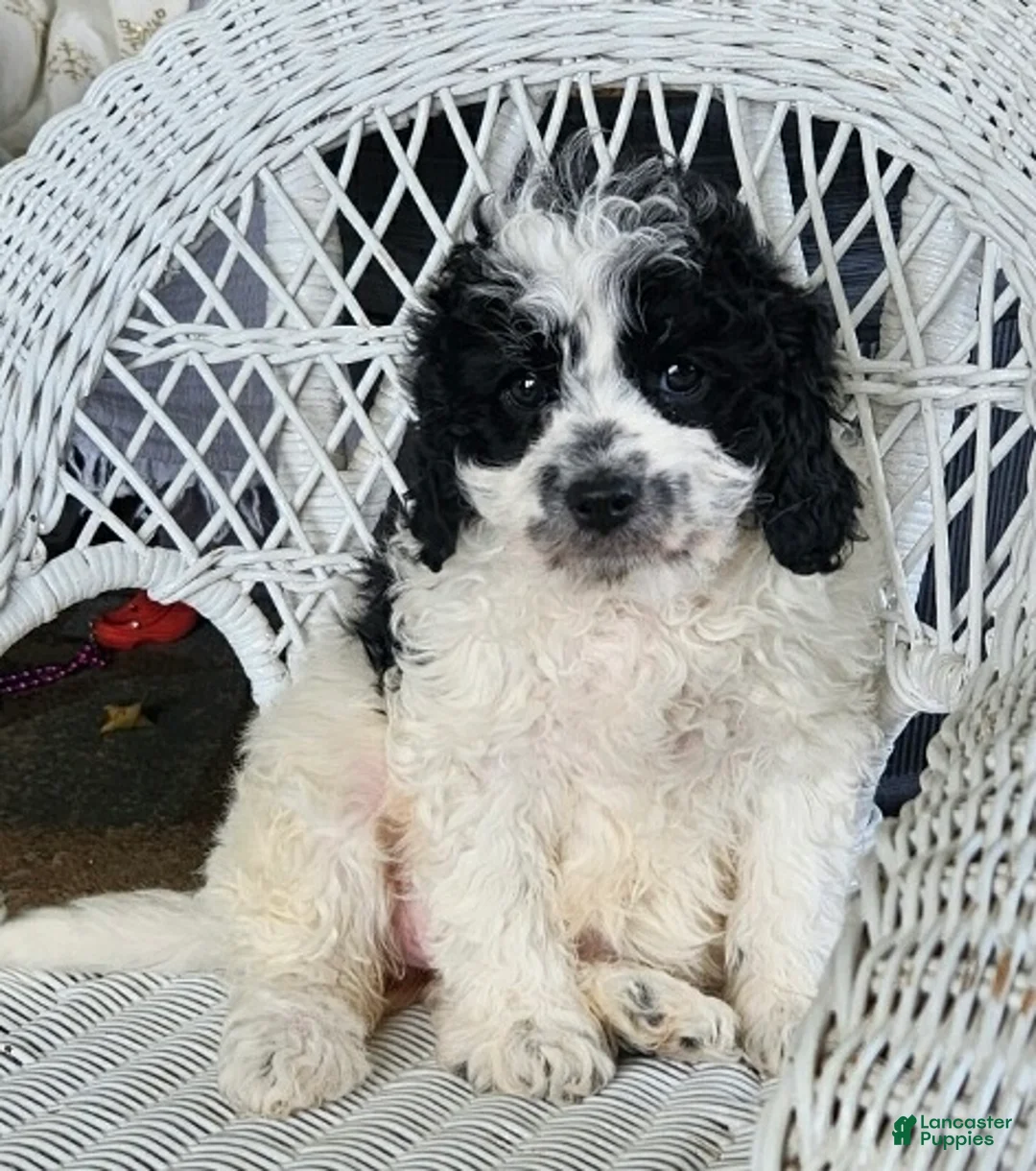 Cavapoo dogs for sale: Glitter - Ad 2