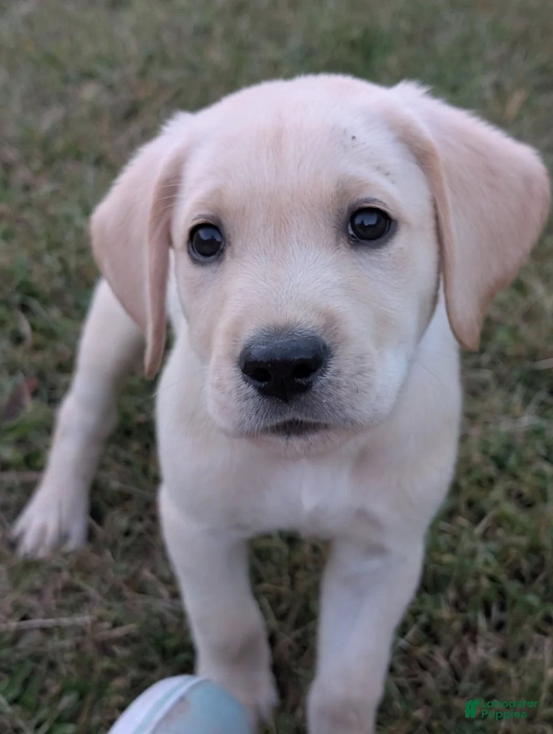 Goldador dogs for sale: Goldador Puppy 1 - Ad 3