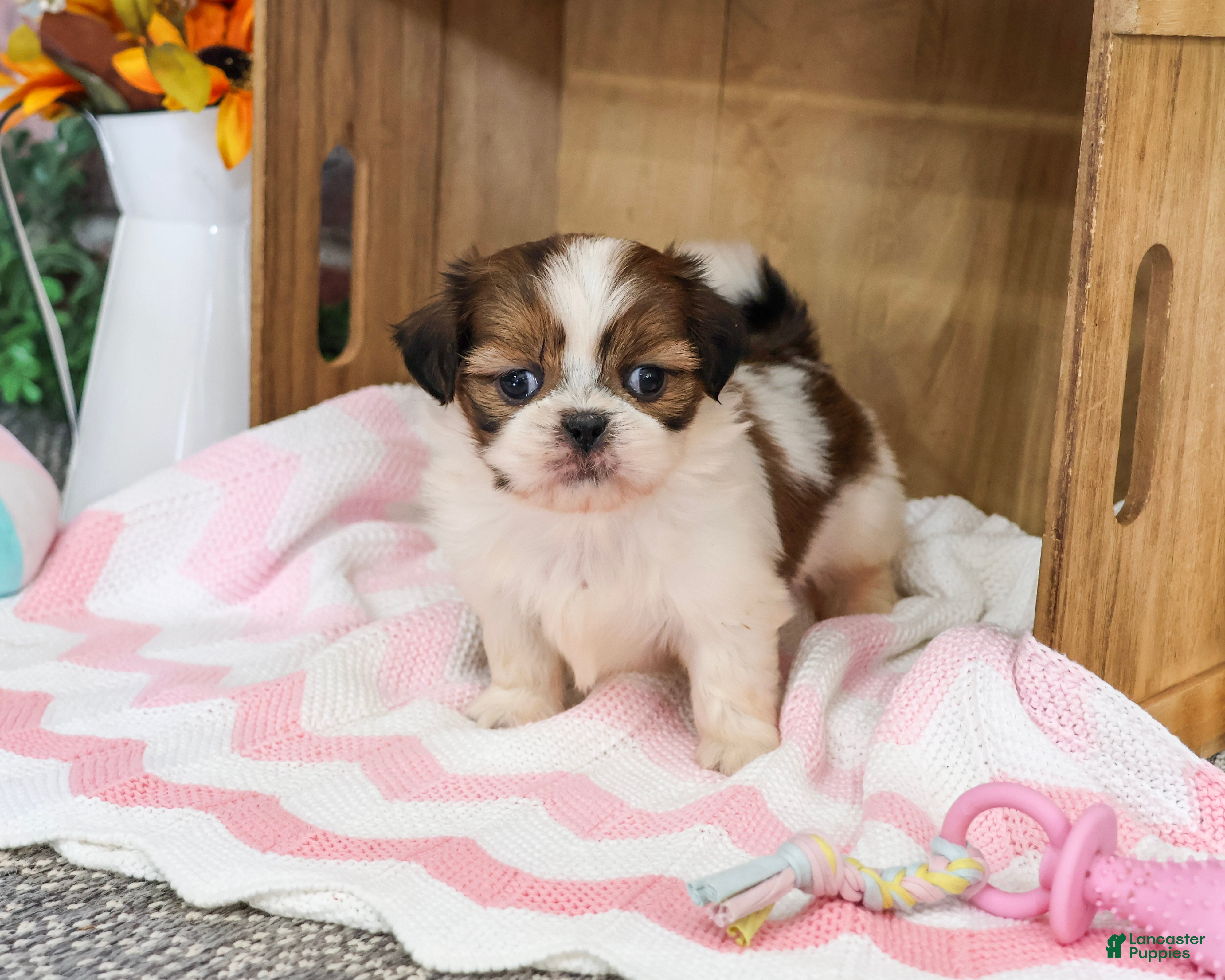 Shih Tzu dogs Jazzy - Ad 31