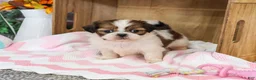 Shih Tzu dogs for sale: Jazzy - Ad 1