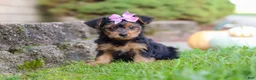 Yorkiepoo dogs for sale: Poppy - Ad 6