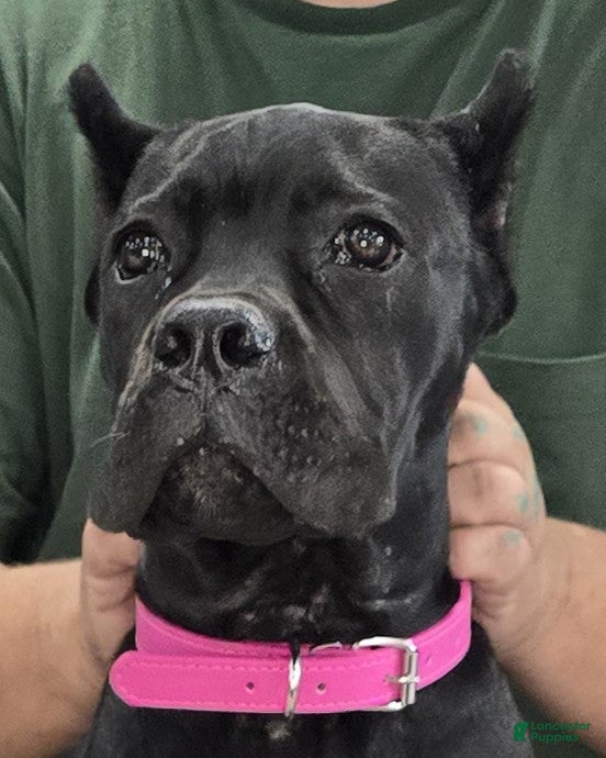 Cane Corso dogs  Pink Girl - Ad 1