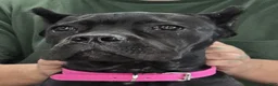 Cane Corso dogs for sale:  Pink Girl - Ad 1
