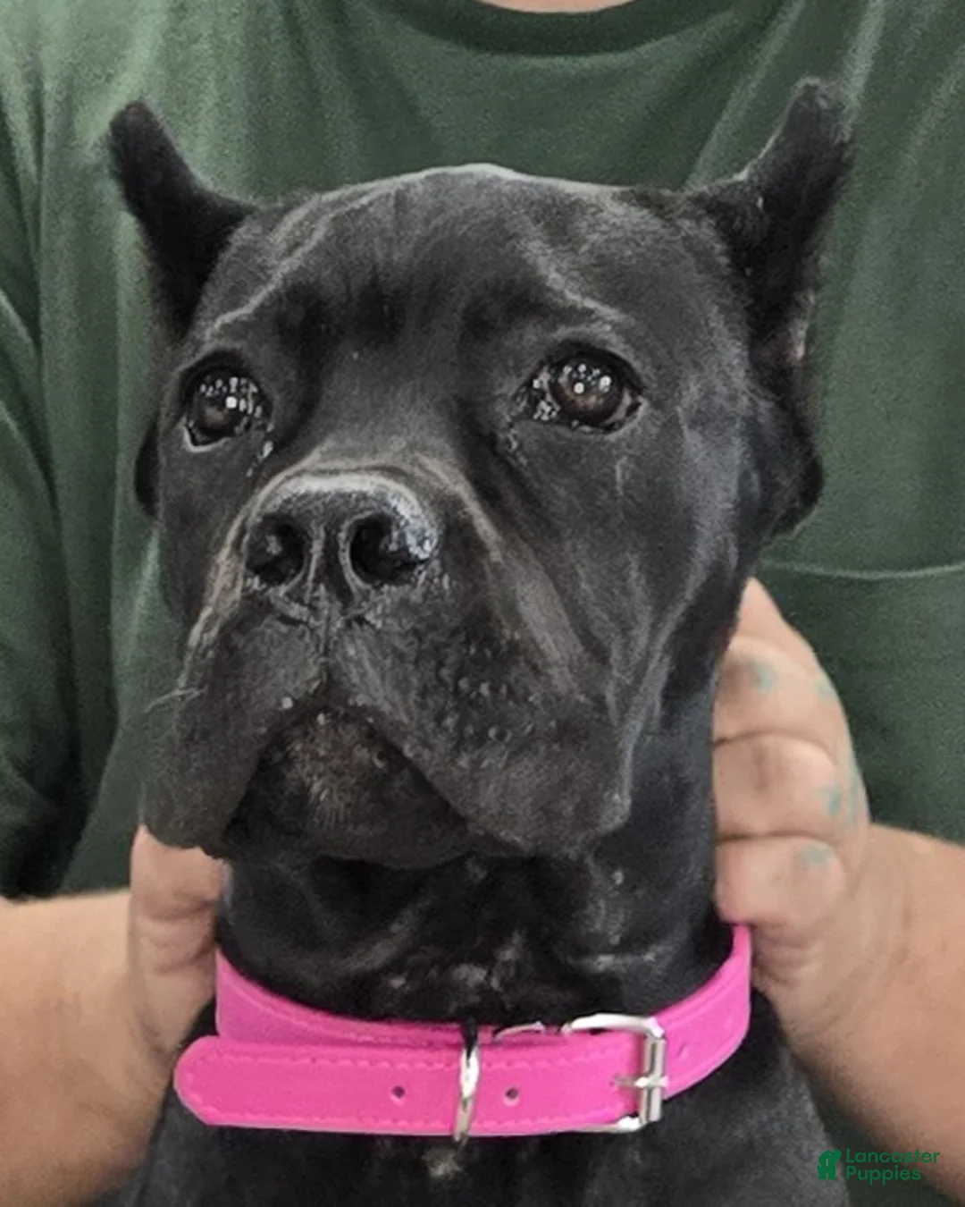 Cane Corso dogs for sale:  Pink Girl - Ad 1