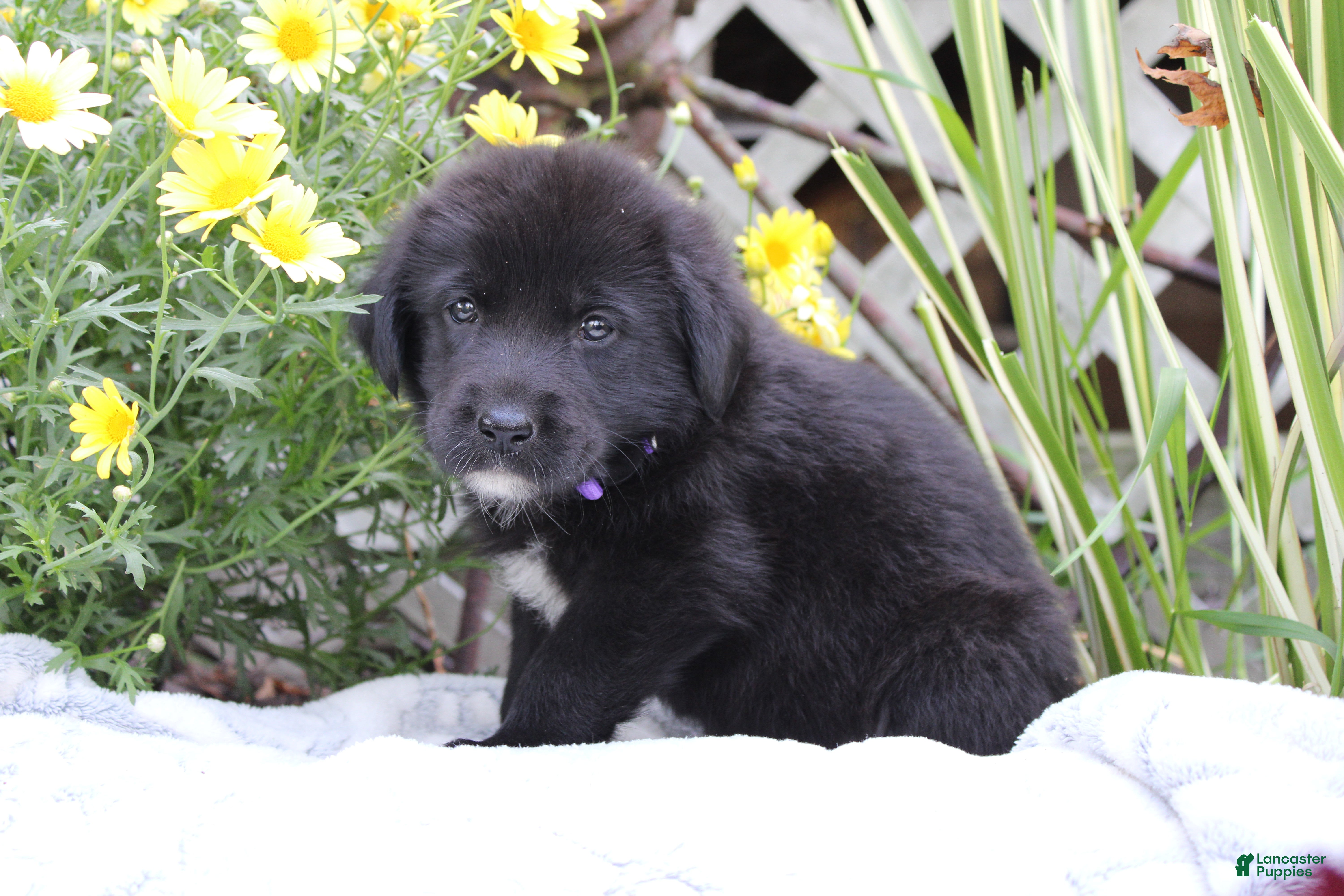Labrador Retriever dogs Violet - Ad 2