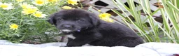 Labrador Retriever dogs for sale: Violet - Ad 2