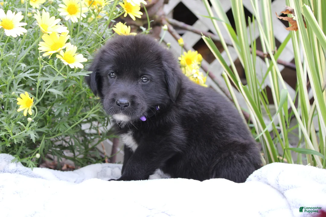 Labrador Retriever dogs for sale: Violet - Ad 2