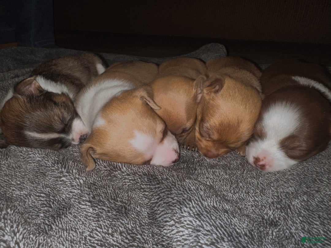 Chihuahua dogs for sale: Bronzy  - Ad 4