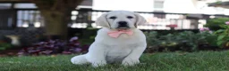 Labrador Retriever dogs for sale: Sally - Ad 3