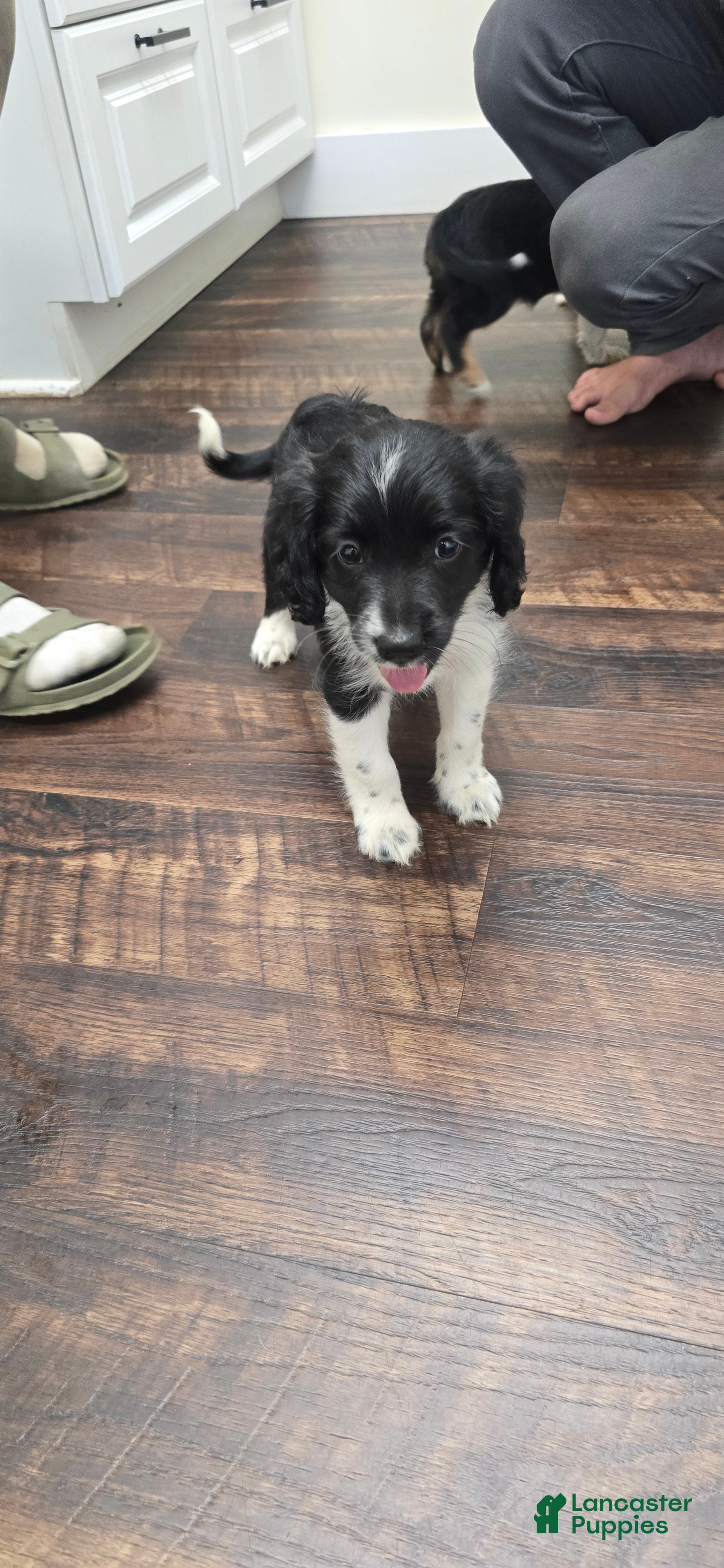 Mixed Breed dogs Scout - Ad 1