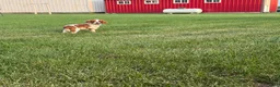 Cavalier King Charles Spaniel dogs for sale: Liam Cavalier King Charles Spaniel Puppy  - Ad 7