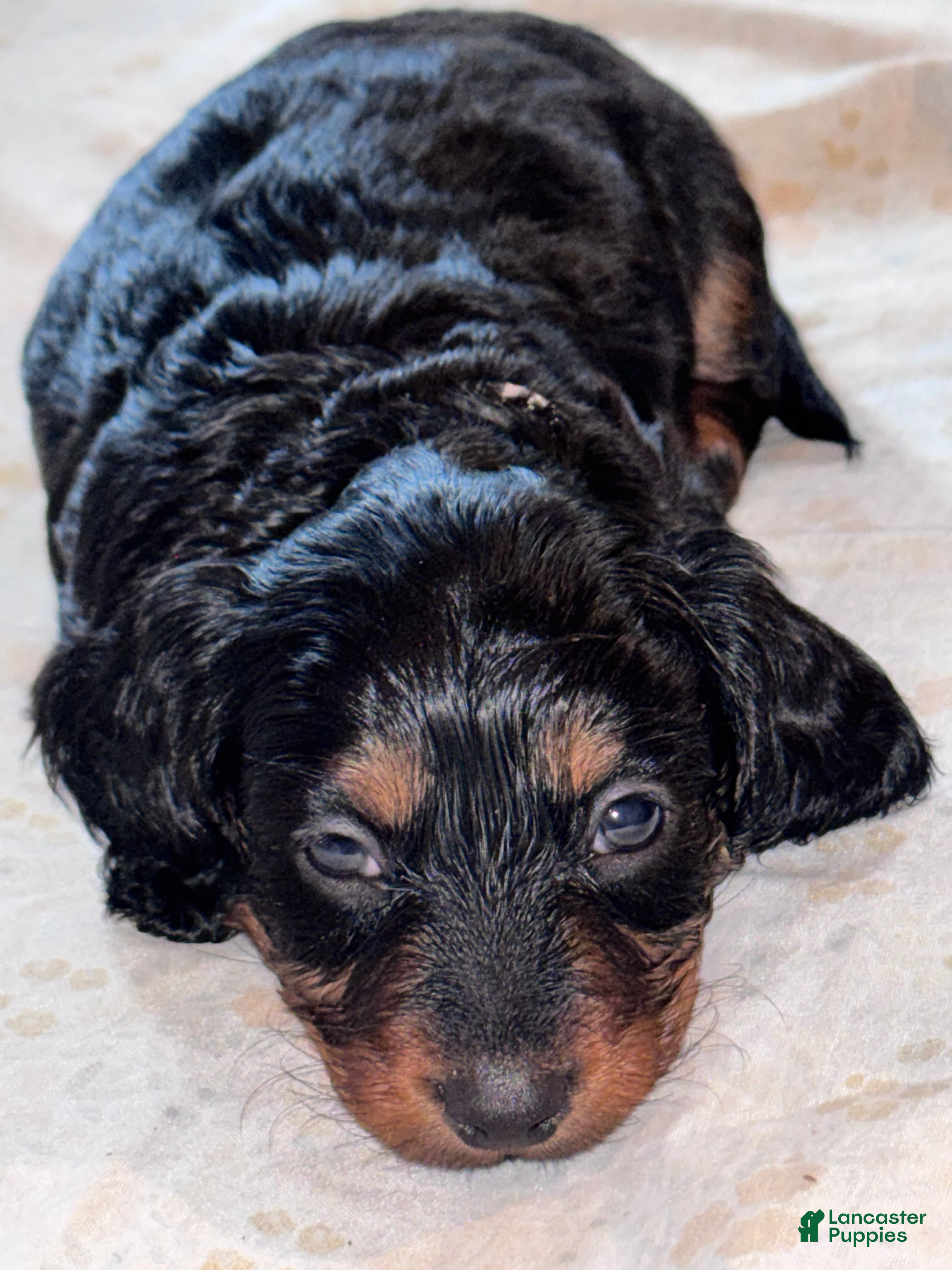 Miniature Dachshund dogs Bo - Ad 12