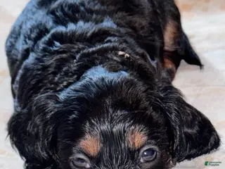 Miniature Dachshund dogs Bo - Ad 30
