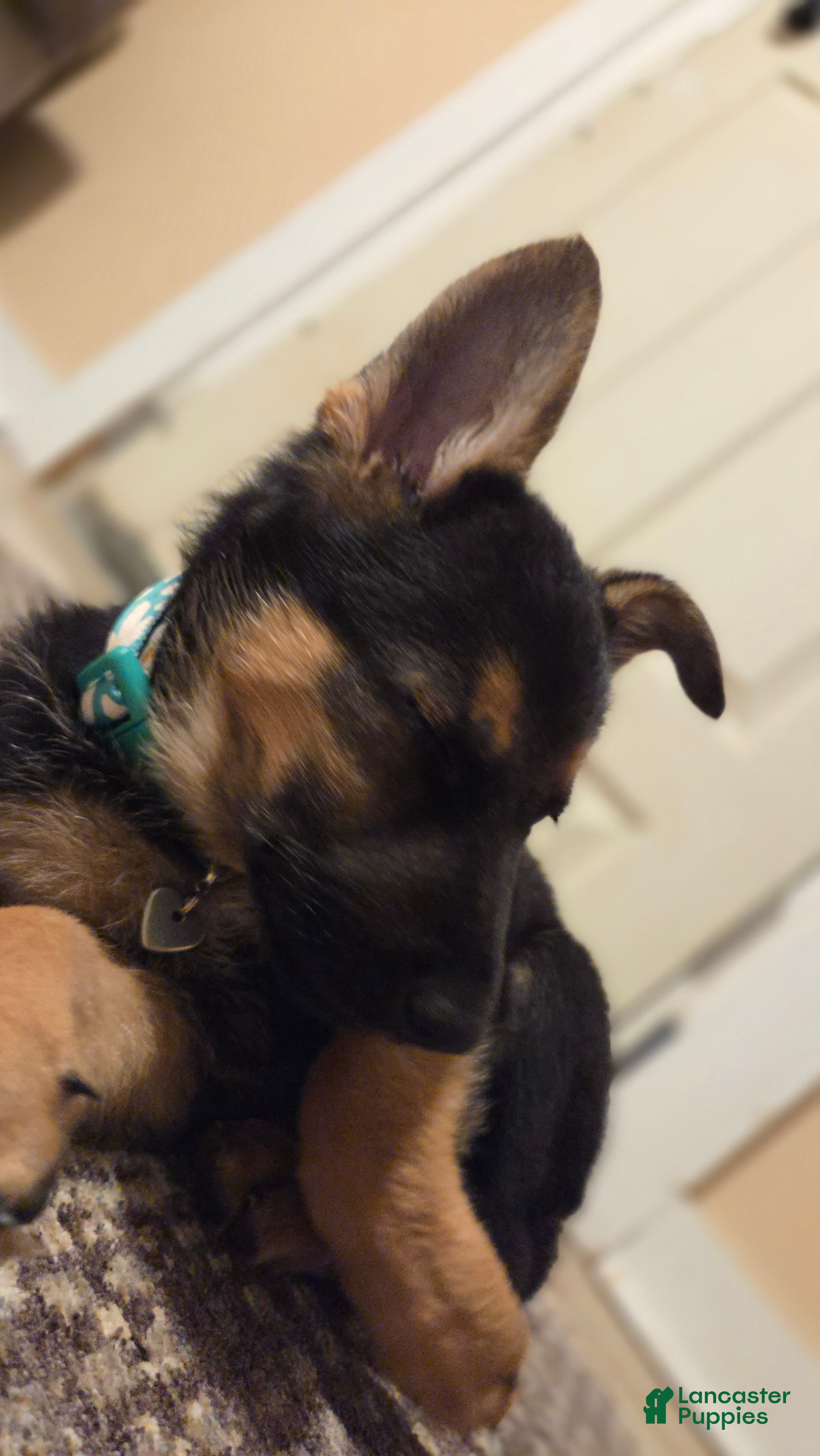 German Shepherd dogs Shadow - Ad 1