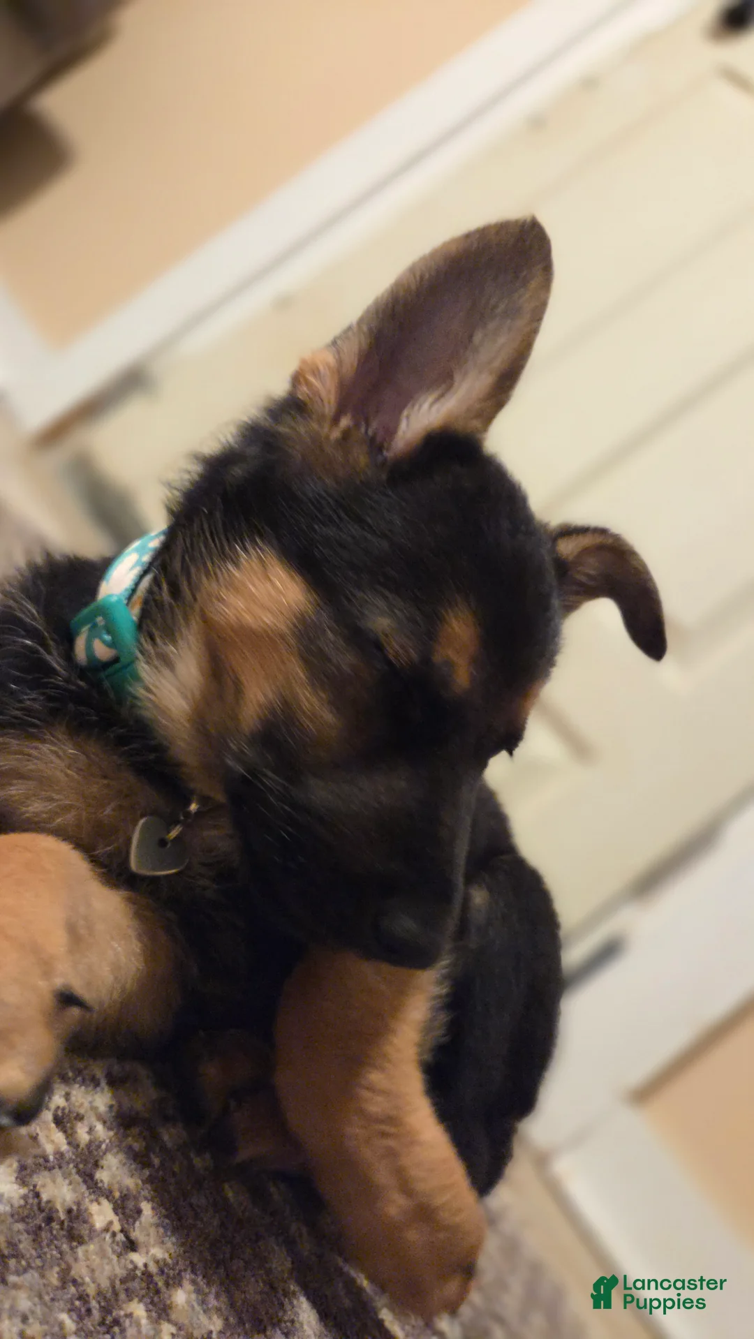 German Shepherd dogs for sale: Shadow - Ad 1